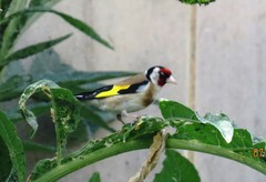 Carduelis carduelis
