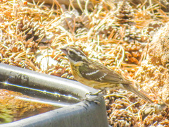 Pheucticus melanocephalus