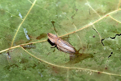 Eupelix cuspidata