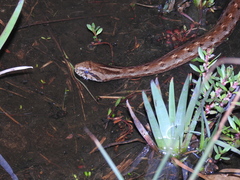 Mesotes strigatus