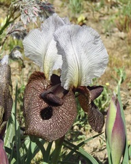 Iris iberica elegantissima