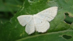 Scopula immutata