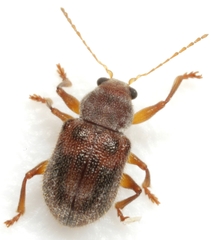 Xanthonia dentata