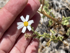 Perityle crassifolia