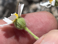 Perityle crassifolia