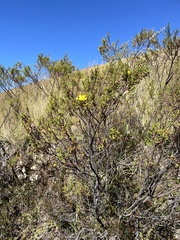 Hypericum laricifolium