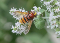 Volucella zonaria