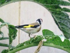 Carduelis carduelis