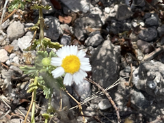 Perityle crassifolia