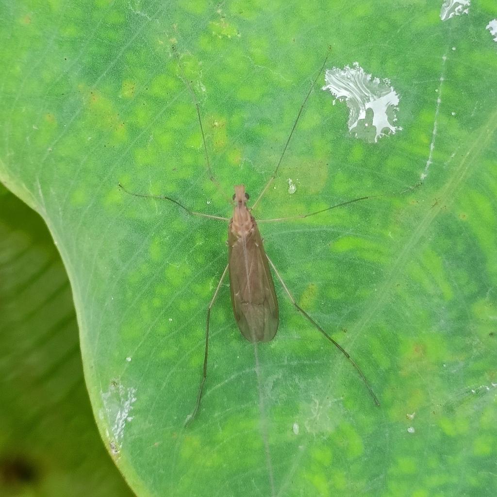 Hexatoma khasiensis