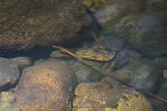 Oncorhynchus kisutch