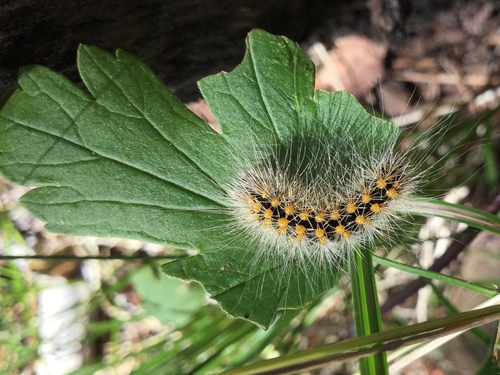 iNaturalist observation photo of Lupine and Smeared Daggers and Allies