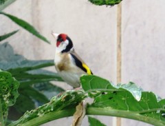 Carduelis carduelis