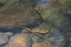 Oncorhynchus kisutch