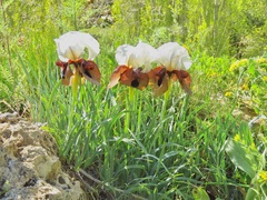 Iris iberica elegantissima