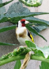 Carduelis carduelis