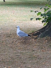 Larus argentatus