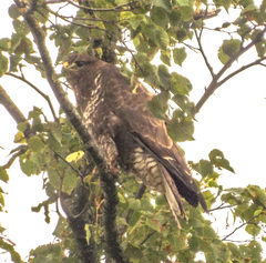 Buteo buteo