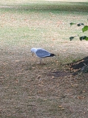 Larus argentatus