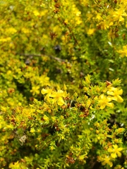 Hypericum brachyphyllum