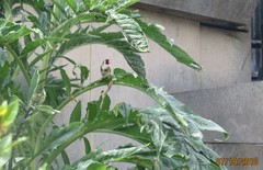 Carduelis carduelis
