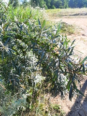 Hippophae rhamnoides