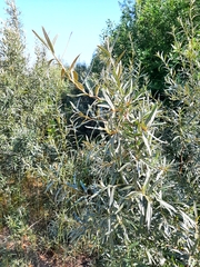 Hippophae rhamnoides