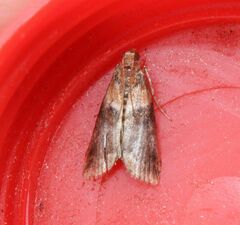 Acrobasis repandana