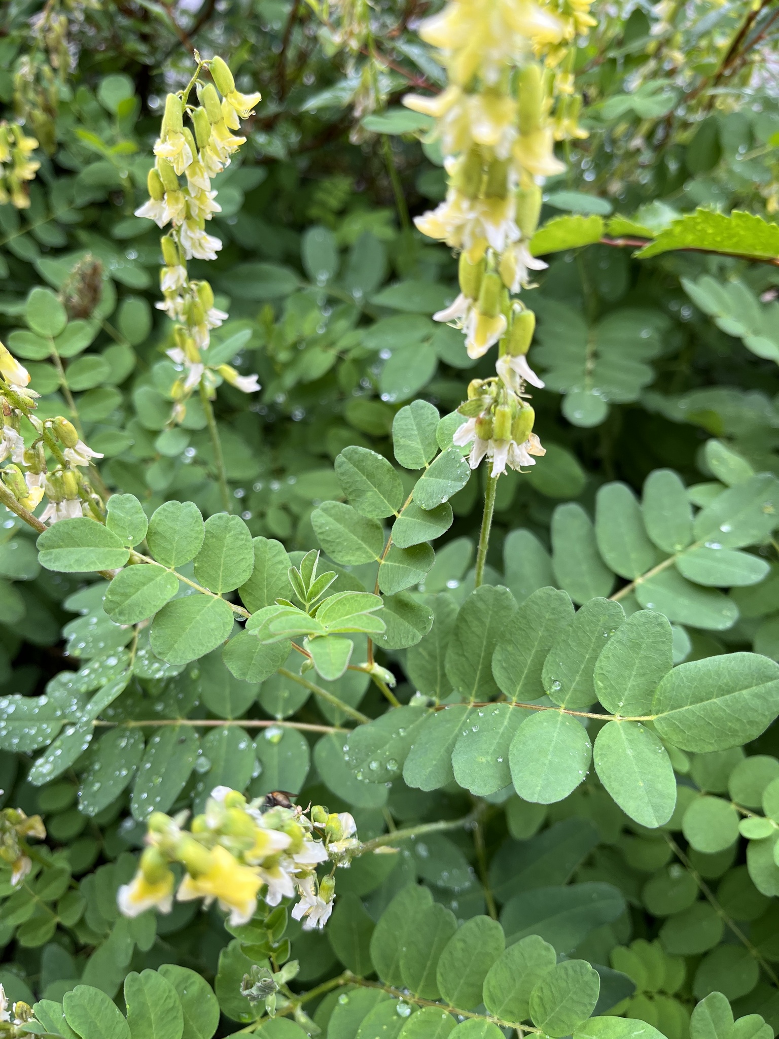 Astragalus frigidus