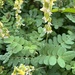 Astragalus frigidus - Photo (c) fw8, μερικά δικαιώματα διατηρούνται (CC BY-NC), uploaded by fw8