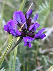 Oxytropis lapponica