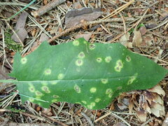 Entyloma hieracii