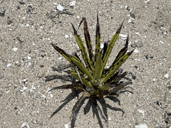 Agave datylio