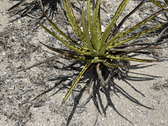 Agave datylio