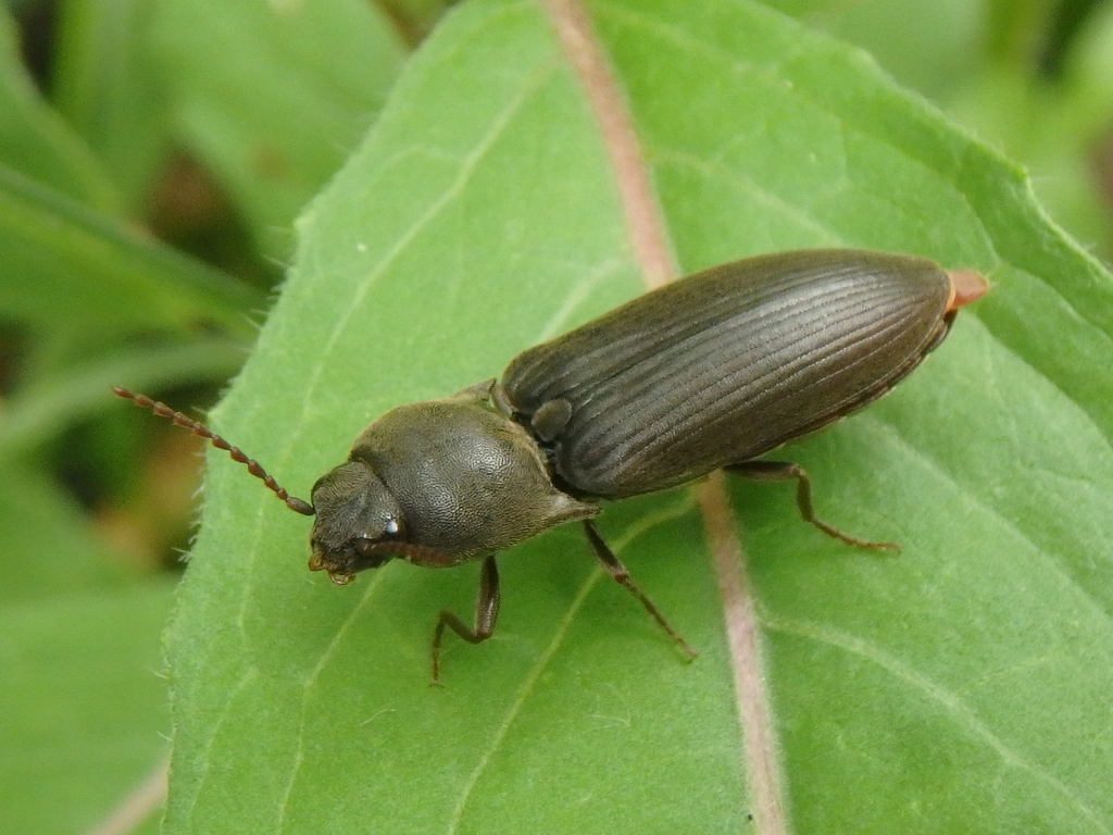 Agriotes tauricus