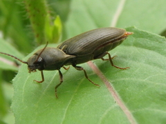 Agriotes obscurus
