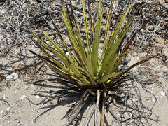 Agave datylio