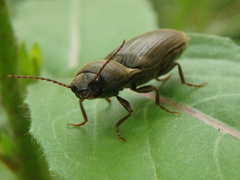 Agriotes obscurus