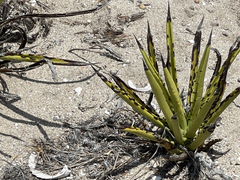 Agave datylio