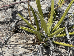 Agave datylio