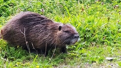 Myocastor coypus