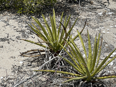 Agave datylio