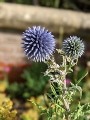Echinops bannaticus