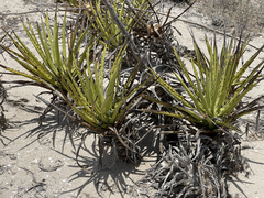 Agave datylio
