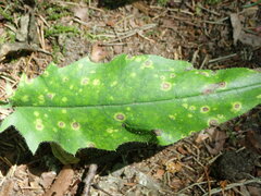 Entyloma hieracii