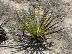 Agave datylio
