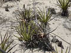 Agave datylio