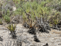 Agave datylio
