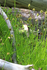 Carex microptera