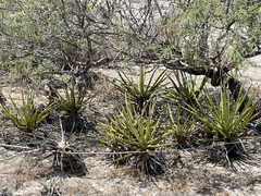 Agave datylio